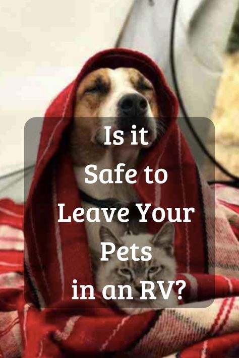 Camper Cat, Rv Dog, Rv Pet, Camping With Dogs, Rv Camping Checklist, Camping Desserts, Rv Camping Tips, Travel Trailer Camping, Pet Tips