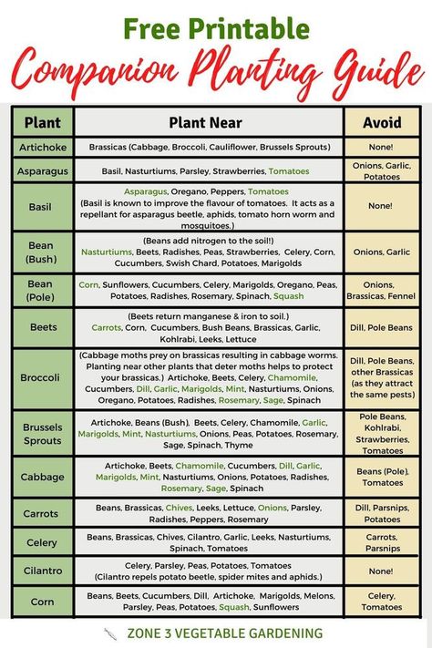 Companion Planting Chart - With Free Printable in 2022 | Companion planting guide, Companion planting chart, Companion planting Herb Companion Planting, Gardening Printables, Planting Chart, Companion Planting Guide, Companion Planting Chart, Companion Planting Vegetables, Companion Gardening, Garden Companion Planting, Tattoo Plant