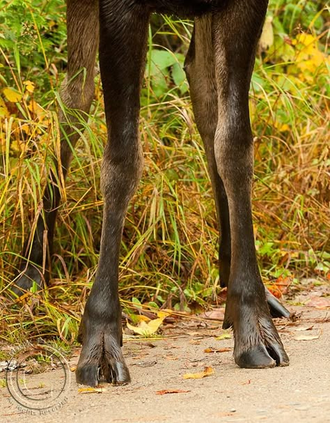 Notice the split or splayed hooves. That feature puts moose biologically in the Ungulates sub species along with other animals including our domestic cows and other members of the Deer family (a moose in the largest member of the deer family, followed by the Elk). Also notice the Dew claws on the back just above the actual hooves. ~ Mark Picard Funky Creatures, Cow Hooves, Leg Reference, Female Deer, Belay Devices, Animal Reference, Deer Family, Animal Study, Pretty Animals