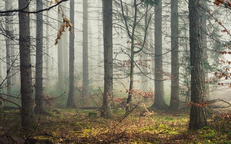 Snowless Winter in the Eifel Tree Trunk, Forest, Plants, Photography