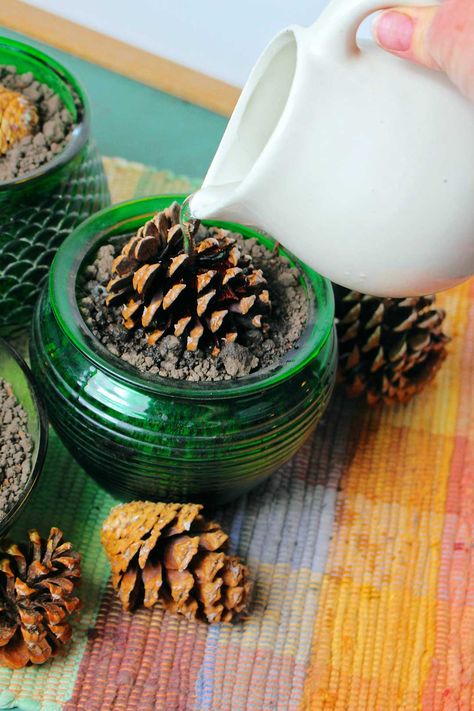 How To Sprout A Pinecone, Pine Cone Sprouting, Pinecone Bonsai Diy, Plant A Pinecone, Pine Cone Stem Activities, Plant Pine Cones, Planting A Pine Cone, How To Grow Pine Cones, Pine Cone Bonsai How To