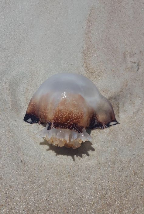 Cannonball Jellyfish | Stomolophus meleagris Cannonball Jellyfish, Cnidaria, Coastal Birds, Jellyfish, Reptiles