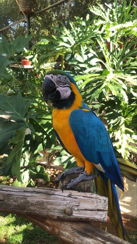 Brazil Core, Parrot Wallpaper, Nature Photography Quotes, Beachy Outfits, Tropical Animals, Dark Nature Aesthetic, Pretty Animals, Like Animals, Cute Animal Photos