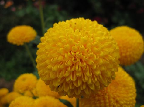 Yellow Pom Pom Chrysanthemum Pom Pom Chrysanthemum, Brick Wall Gardens, Wall Gardens, September 23, Chrysanthemum, Brick Wall, Flower Garden, Art Inspo, Lotus