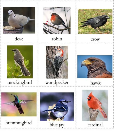 Nature study free printable bird book - some images of birds with names Birds With Names, Preschool Birds, Animal Sorting, Bird Activities, Bird Watching Journal, Bird Printables, Birds For Kids, Bird Beaks, Bird Identification