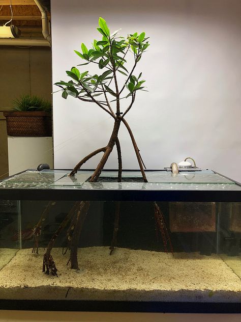 RC40G Mangrove Refugium | REEF2REEF Saltwater and Reef Aquarium Forum Mangrove Aquarium, Brackish Aquarium, Saltwater Pond, Hydroponic Aquarium, Minimalist Aquarium, Seahorse Aquarium, Mangrove Tree, Sump Tank, Biotope Aquarium