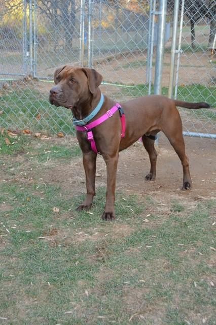 Mastador dog for Adoption in Feasterville, PA. ADN-423734 on PuppyFinder.com Gender: Male. Age: Young Mastador Dog, Mastiff Mix, Senior Dogs, Dogs For Adoption, Find Your Match, Senior Dog, Dog Rescue, The Dogs, Dog Adoption