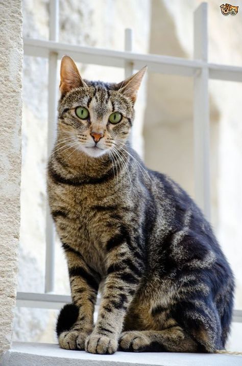 Mackerel tabby cats have stripes running up and down their bodies, earning them the nickname of “tiger cats.” Cat Spray, Kinds Of Cats, Cat Photography, Domestic Cat, Cat Care, Pretty Cats, Tabby Cat, Beautiful Cats, Cat Photo