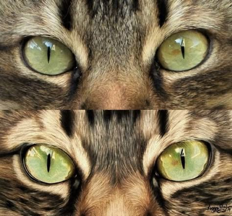 How to Draw Cat Eyes with Colored Pencil - Carrie L. Lewis, Artist Draw Cat Eyes, Cat Eye Drawing, Drawing Of Cat, Realistic Cat Drawing, Cat Eyes Drawing, Cat Eye Tutorial, Draw Cat, Colored Pencil Art Projects, Cat Eye Colors