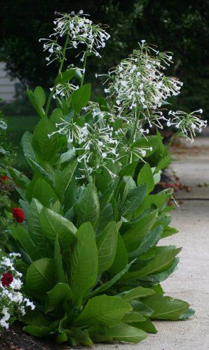 Nicotiana Plant, Nicotiana Sylvestris, Fly Catcher, Woodland Plants, Fragrant Plant, Attract Pollinators, Moon Garden, Night Garden, White Garden