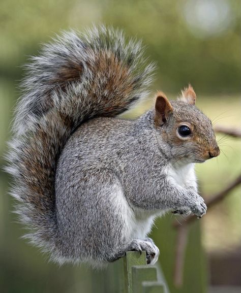 Squirrel Photography Beautiful, Picture Of Squirrel, Squirrel Reference, Pictures Of Squirrels, Squirrel Photos, Squirrel Photo, Grey Squirrel, Squirrel Pictures, Animal Print Wallpaper