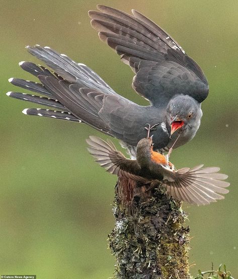 As the cuckoo sits on the perch the robin swoops in and grabs it with its tiny claws. The ... Dramatic Pictures, European Robin, Battle Royal, The Nest, Big Bird, Birds Tattoo, Bird Drawings, Bird Photo, Birds Of Prey