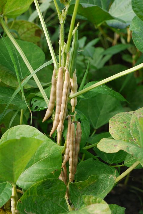 (Azuki bean-1) Azuki bean; Vigna angularis; 紅豆 Azuki Beans, Garden Board, Bean Varieties, Azuki Bean, Vegetable Plants, Bean Plant, Straw Bales, Poultry Farm, Food Forest