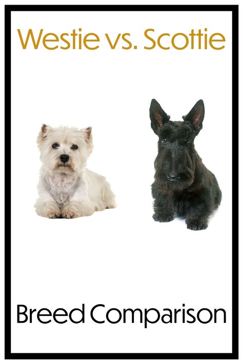 Westie vs. Scottie Breed Comparison [What’s the Difference?] Wheaton Scottish Terrier, Westie Haircut, Westies Puppies, Westie Grooming, Westies Dogs, Scottie Dog Puppy, West Highland Terrier Puppy, Scottish Dog, Scottie Puppies