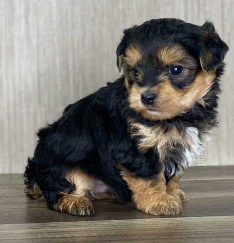 Yorkipoo Puppies for Sale (Reasonable Adoption Fees) Yorkie Poo Puppies, Yorkie Puppies For Adoption, Yorkie Poodle, Mixed Breed Puppies, Crockett Doodles, Cute Fluffy Dogs, Teacup Yorkie Puppy, Yorkie Puppy For Sale, Puppy Mom