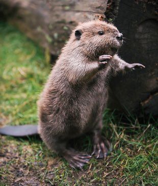 Cute Beaver Pictures, Deciduous Forest Animals, Beaver Cute, Temperate Deciduous Forest, Baby Beaver, Animals Crossing, Baby Animals Funny, Amazing Animals, Rodents