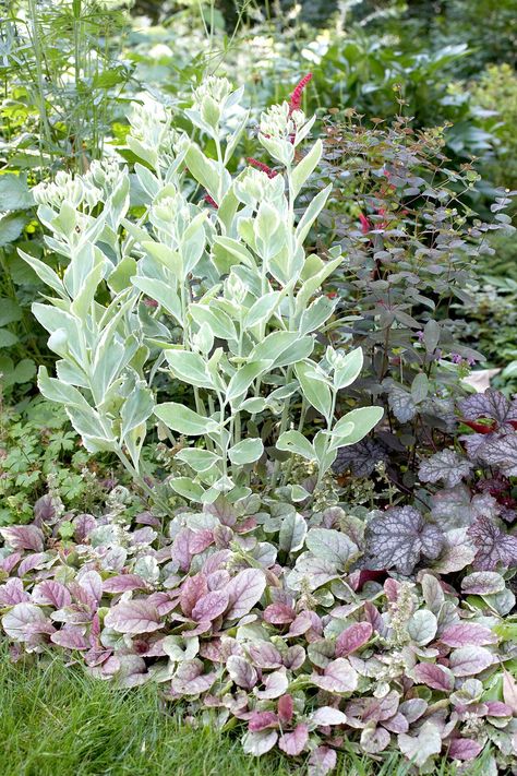 frosty-morn-sedum-tricolor-ajug-d1fa06ff Perennial Combinations, Sedum Varieties, Summer Border, Plant Combos, Prairie Planting, Drought Tolerant Perennials, Best Perennials, Throwing Shade, Fragrant Plant