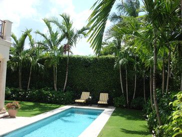 privacy hedge perfect for putting up for backyard outdoor privacy Privacy For Pool Backyards, Bird Of Paradise Privacy Wall, Tropical Privacy Hedge, Palm Tree Privacy Fence, Privacy Fences Around Pools Ideas, Florida Privacy Hedge, Hedge Privacy Fence, Privacy Hedges Around Pool, Clusia Hedge Landscaping Ideas