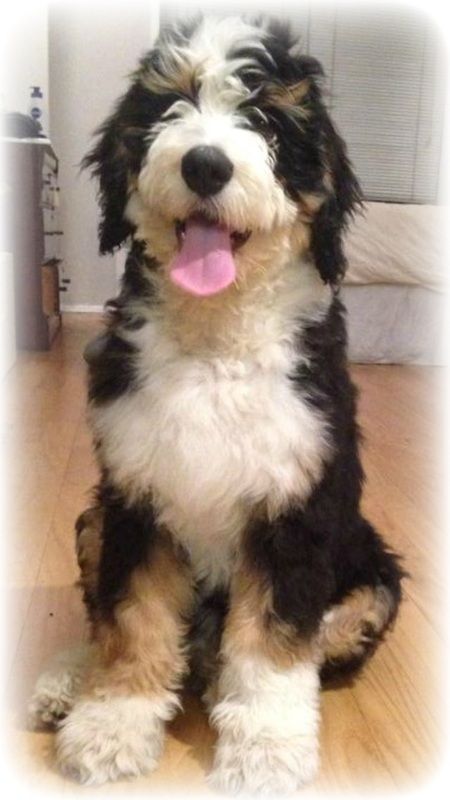 Cute Bernedoodle Full Grown, Dog Poodle, Bernese Mountain Dogs, Poodle Mix, Large Dog Breeds, Mountain Dog, Sweet Dogs, Bernese Mountain, Blue Heeler