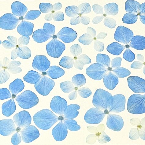 Pressed hydrangea petals. Wedding bouquet flower preservation. Hydrangea Petals, Pressed Hydrangea, Flower Petal Template, Hydrangea Macrophylla, Flower Collage, Floral Studio, Hydrangea Flower, Flower Template, How To Preserve Flowers