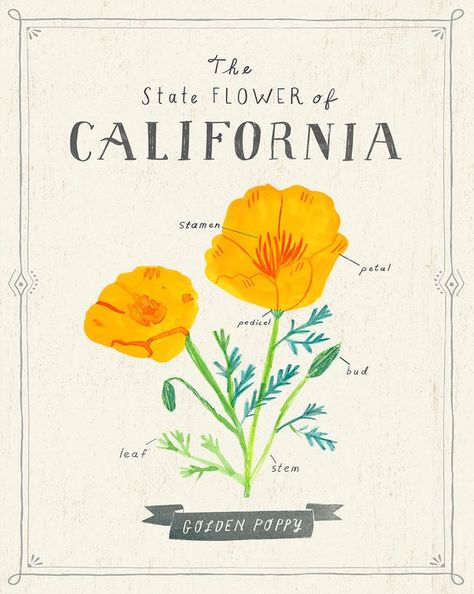 California State Flower, Kansas State Flower, Golden Poppy, Aurora Art, Brown Paper Bag, California Poppy, Amazing Drawings, California Dreamin', Watercolor Texture