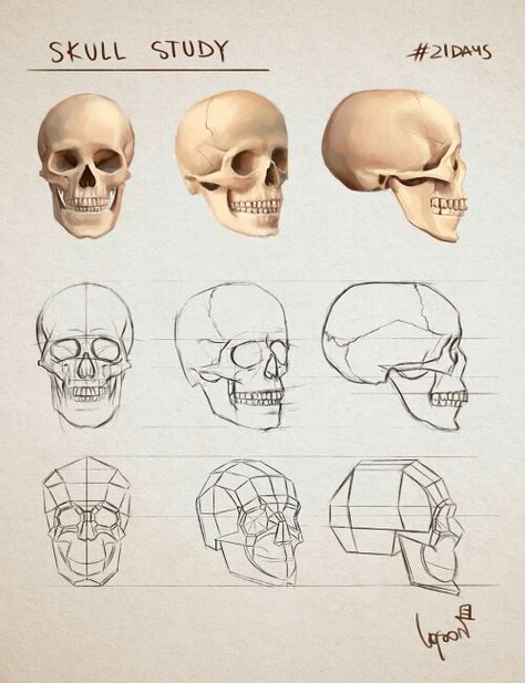 Skull Studies Drawing, Skeleton Study Drawing, Skull Art Anatomy, Skulls Drawing Reference, Skull Art Study, Human Skull Anatomy Drawing, Human Skull Anatomy Study, Skull Study Anatomy, Human Skull Reference Drawing