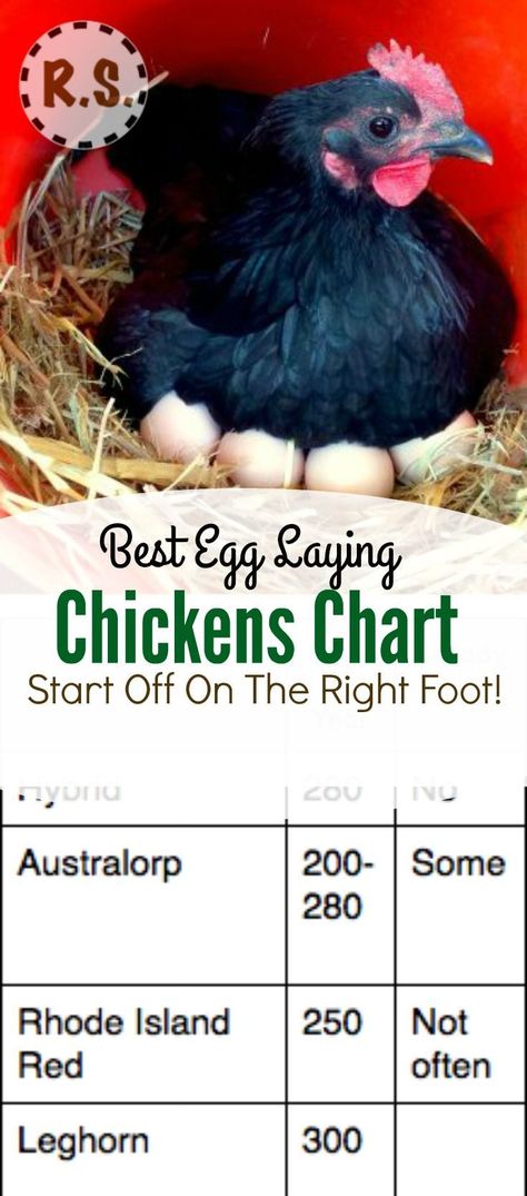 What are the best egg laying chickens? Which breeds should you consider when choosing your flock? Learn which… Chickens Breeds, Composting Ideas, Helping Nature, Raising Turkeys, Urban Chicken Farming, Laying Chickens Breeds, Best Egg Laying Chickens, Chicken Incubator, Laying Chickens