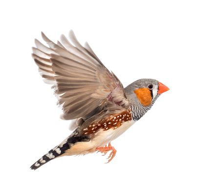 Zebra Finch Bird Animal - Free photo on Pixabay Finch Flying, Photo To Watercolor, Fly Drawing, Puffins Bird, Zebra Finch, Finches Bird, Australian Birds, Arte Animal, Cute Birds