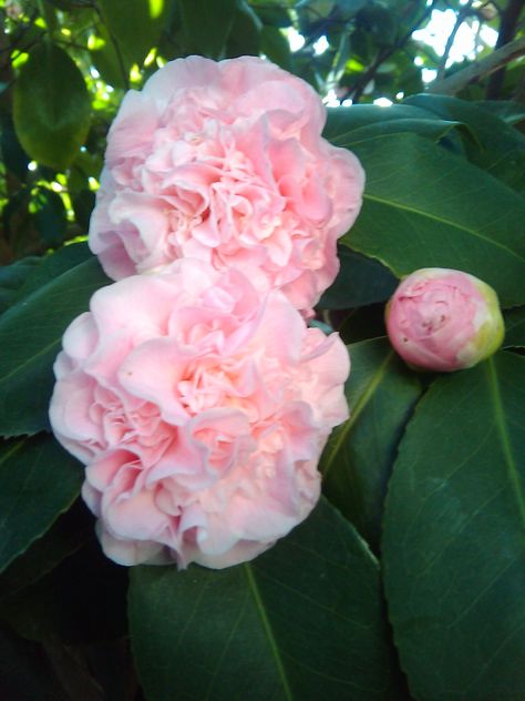 ~Camellia japonica 'Vasily' Light Pink Camelia Japonica, Flowering Bonsai Tree, Camellia Plant, Pink Camellia, Camellia Japonica, Bonsai Flower, Australian Native Plants, Camellia Flower, Pink Garden