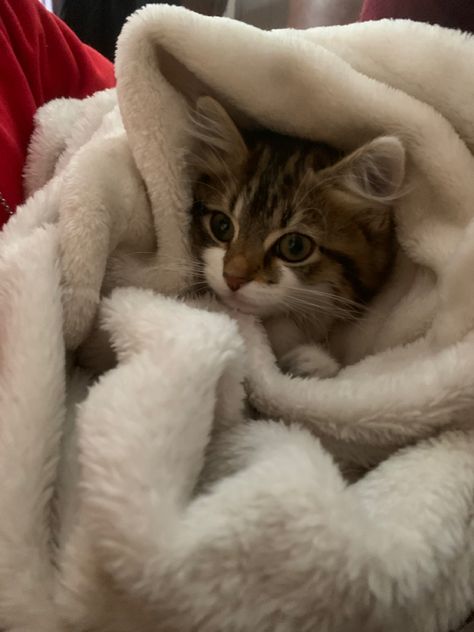 Cat In Blanket, Cat In A Blanket, Kittens Screaming, Cute Cat In Blanket, Kitten In Car, Kitten Blanket, Cat Wrapped In Blanket, Kittens Snuggling, Wrapped In A Blanket