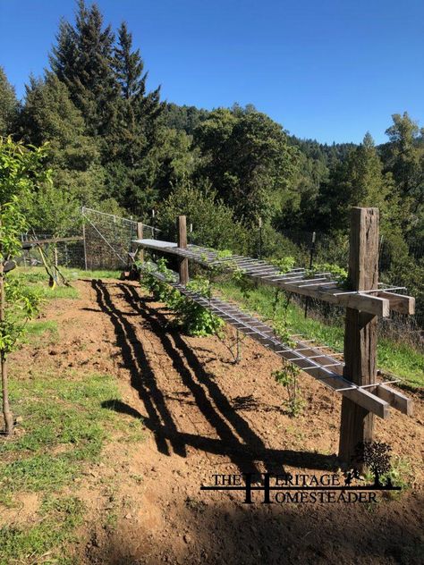 Blackberry Trellis Ideas, Blackberry Trellis, Cattle Panel Trellis, Raspberry Trellis, Raspberry Bushes, Blackberry Patch, Raspberry Canes, Wild Blackberries, Building A Trellis