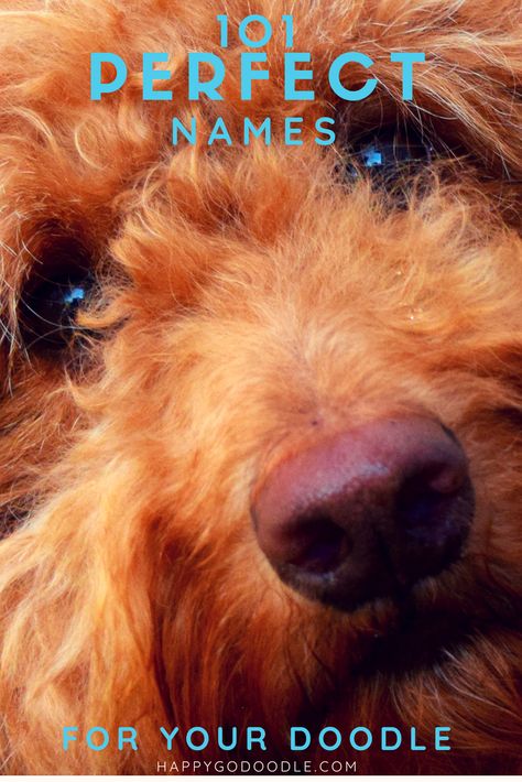 Close-up of red goldendoodles face and title 101 perfect goldendoodle names Red Golden Doodle, Red Hair Dog, Goldendoodle Names, Doodle Dog Breeds, Red Goldendoodle, Mini Labradoodle, Poodle Mix Breeds, New Puppy Checklist, Girl Dog Names