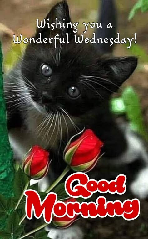 Cute Good Morning Gif, Wednesday Greetings, Good Night Love Pictures, Good Morning Animals, Blessed Wednesday, Funny Day Quotes, Good Morning Wednesday, Witch Pictures, Happy Wednesday Quotes