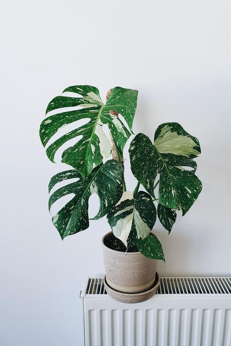 Thai Constellation Monstera, Thai Constellation, Tattoo Plant, Plant Goals, Variegated Plants, Plant Decor Indoor, Plant Aesthetic, Monstera Plant, House Plants Decor