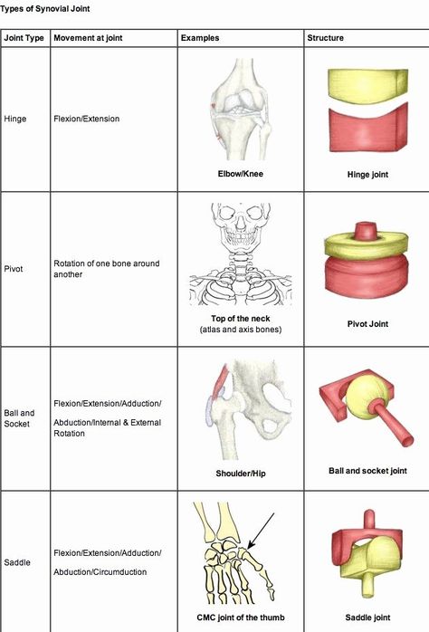 Types Of Joints, Joints Anatomy, Skeletal System, Musculoskeletal System, Body Joints, Muscle Anatomy, Human Anatomy And Physiology, Medical Anatomy, Medical Coding