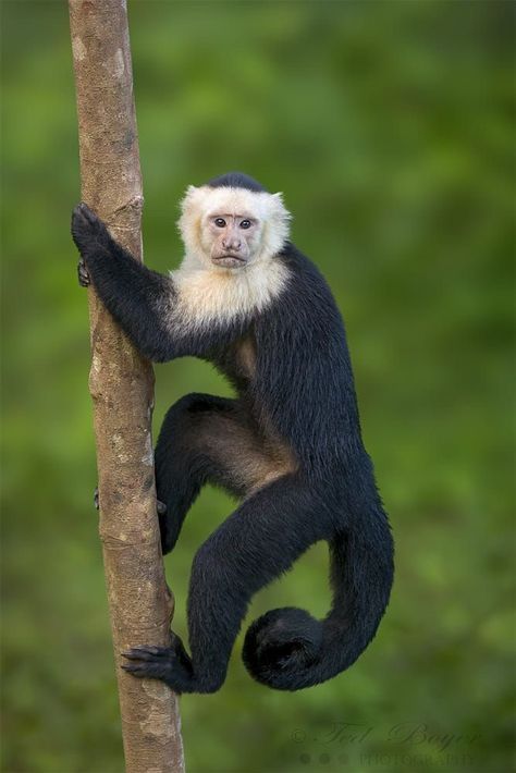 Monkey Reference, Monkey Photos, Monkey Breeds, Monkey Pet, Monkey Photography, Marmoset Monkey, Capuchin Monkey, Monkey Pictures, Great Ape