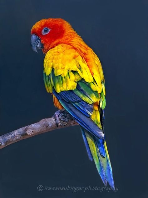 Sun Conure Colorful Bird Tattoos, Birds Drawings, Conure Bird, Parrot Wallpaper, Sable German Shepherd, Wild Birds Unlimited, Conure Parrots, Sun Conure, Bird Barn