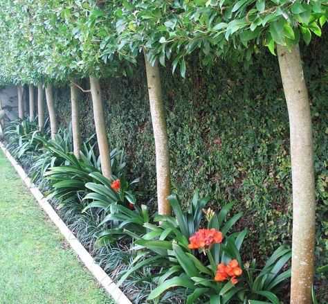 Clivia provide winter colour and Ficus pimula covers fences behind pleached trees Pleached Trees, Clivia Miniata, Garden Background, Tropical Garden Design, Garden Vines, Backyard Pool Landscaping, Backyard Garden Design, Tropical Landscaping, Outdoor Landscaping