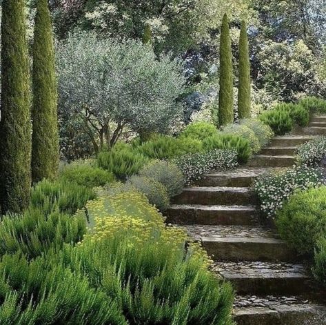 Suivez @absentley et profitez davantage de Tumblr en vous inscrivant immédiatement ! Mediterranean Garden Design, Provence Garden, Tuscan Garden, Garden On A Hill, Mediterranean Landscaping, Dry Garden, Garden Steps, Mediterranean Garden, French Garden