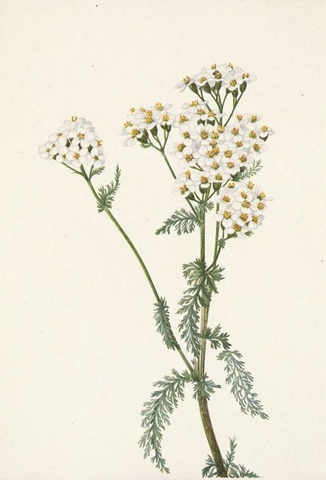 Yarrow Flower, Free Vintage Printables, Museum Gift, Botanical Art Prints, Botanical Drawings, Artist Life, Watercolor Inspiration, Floral Notes, Botanical Illustration