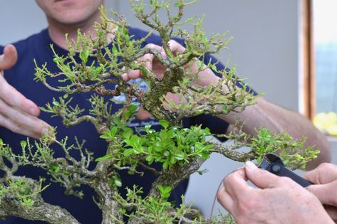 A Review of Japanese Boxwood as Bonsai- | Michael Hagedorn Japanese Boxwood Bonsai, Boxwood Bonsai, Japanese Boxwood, Going To Japan, Bonsai Pruning, Bonsai Wire, Bonsai Tools, Small Leaf, Bonsai Tree