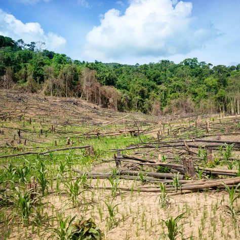 Deforestation in the Philippines. Deforestation in El Nido, Palawan - Philippine #Sponsored , #ADVERTISEMENT, #Advertisement, #Philippines, #Philippine, #Palawan, #Deforestation Tropical Forests, Tropical Climate, Entrepreneur Motivation, Tropical Forest, Beautiful Places Nature, Palawan, Clean Air, The Philippines, Natural World