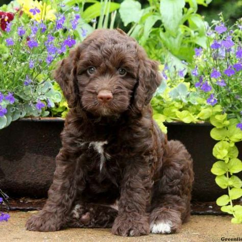 Springerdoodle Puppies for Sale | Greenfield Puppies Springerdoodle Puppy, Westie Puppies For Sale, Hypoallergenic Dog Breed, Labradoodle Goldendoodle, All Dog Breeds, Cute Fluffy Dogs, Greenfield Puppies, Dog Mommy, Cocker Spaniel Puppies