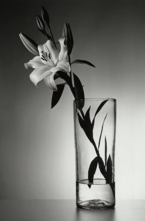 White Flower In Vase, Paper Photography, Flowers Water, Art Realism, Book Wallpaper, Flowers Black, Black And White Flowers, Still Life Drawing, Floral Photography