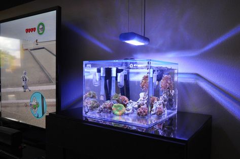 Eurogti's Nanobox/Synergy pico build...Nano in 90!! | Page 2 | REEF2REEF Saltwater and Reef Aquarium Forum Nano Reef Tank, Reef Aquarium, Reef Tank, This Guy, Say Hello, Building