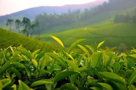 Tea Fields Best Cough Remedy, Organic Skin Care Products, Tea Health Benefits, Organic Matcha, Matcha Green Tea Powder, Green Tea Powder, Tea Benefits, Natural Cough Remedies, Cough Remedies