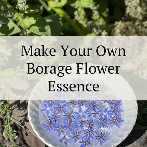 Make Your Own Borge Flower Essence Borage Flower, Hibiscus Flower Tea, Natural Cleaning Recipes, Nature Table, Flower Essences, Cleaning Recipes, Vintage Tablecloths, Crystal Bowls, Flower Tea