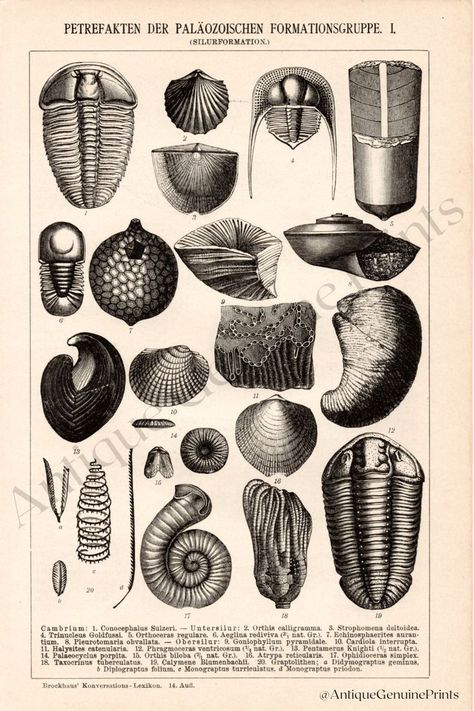 paleontology, fossils, graphic, antique print Poster Grafico, Fauna Marina, Shell Collection, Lithograph Print, Zoology, Antique Prints, Drawing Techniques, Botanical Prints, Geology