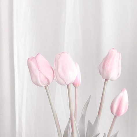 #tulips#pink not my picc ! Pastel Pink Icons:), Pastel Theme, Pink Tumblr Aesthetic, Soft Pink Theme, Baby Pink Aesthetic, Pink Aura, Flower Soft, Pink Photo, Pastel Pink Aesthetic