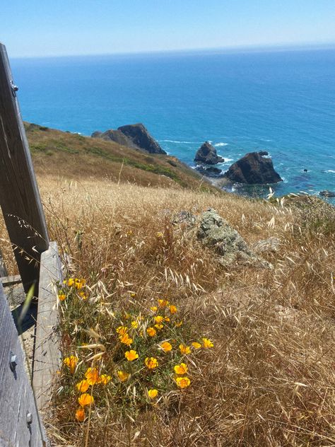 Beautiful yellow wildflowers on the rocky cliffs by the Northern California sea Coastal California, North California Aesthetic, West Coast California Aesthetic, Northern California Aesthetic, West Coast Road Trip Aesthetic, Pacific Coast Highway Aesthetic, Southern California Nature, California Nature, Central Coast California